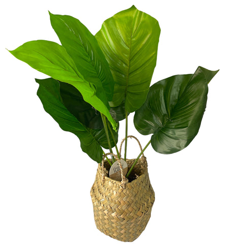 Planta anubia artificial en canasto 46 cm