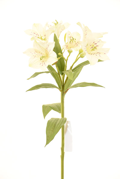 Astromelia 63Cm Blanco - blanco