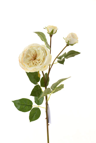 Rosa 58Cm Blanco
