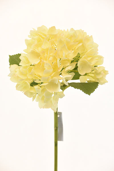 Hortensia 50Cm Ivory - multicolor