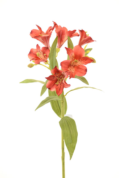 Astromelia 63Cm Rojo - rojo