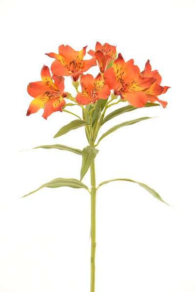 Astromelia 63Cm Naranjo - naranja