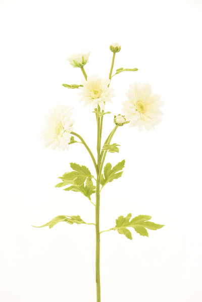 Margarita 66Cm Blanco - blanco