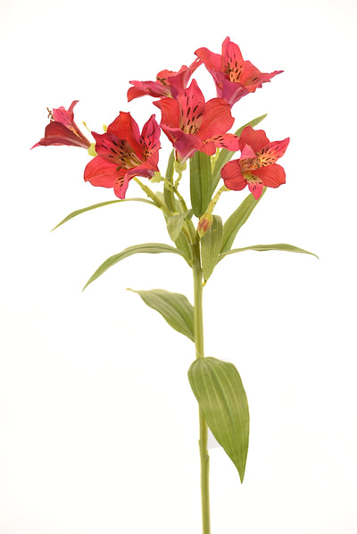 Astromelia 63Cm Fucsia - multicolor