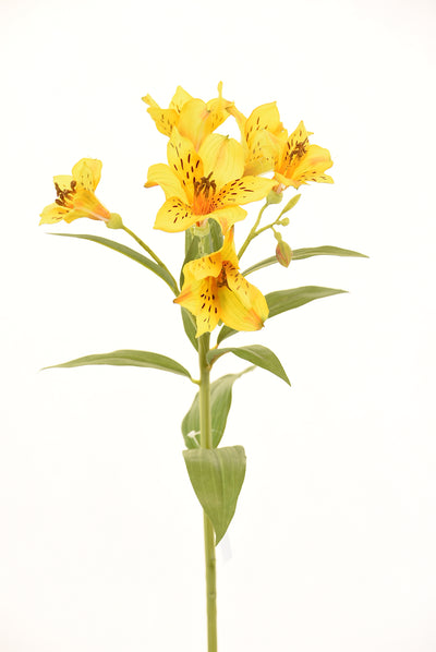 Astromelia 63Cm Amarillo - amarillo